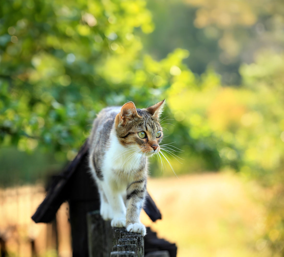 Hydratatie van katten en honden