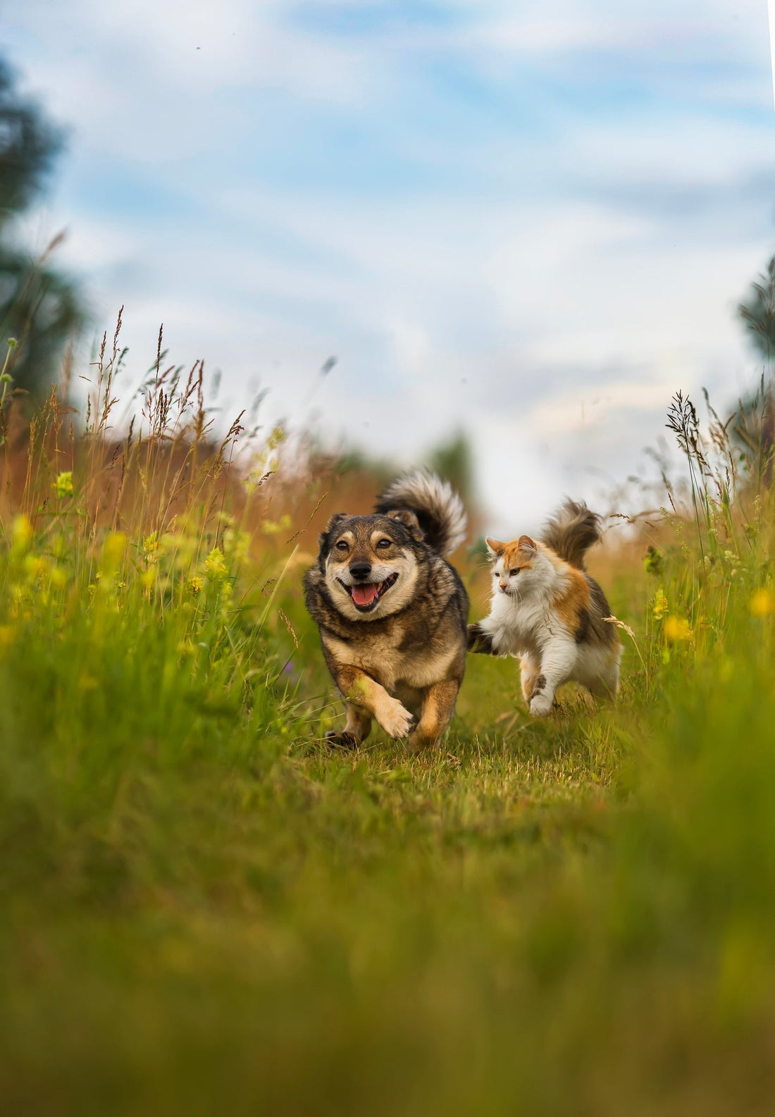 Biologisch, een verantwoorde keuze voor natuur, dier én milieu