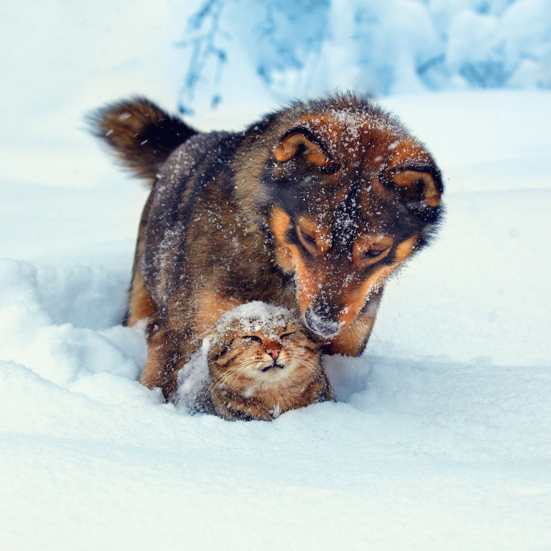 Wintertips voor hond en kat