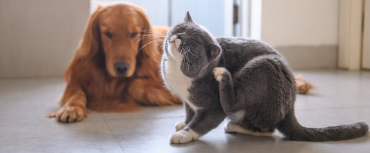 Het belang van omega 3 en 6 vetzuren voor hond en kat