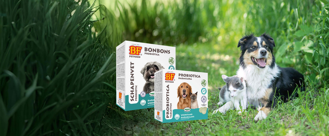 Waarom probiotica voor mijn hond en/of kat?