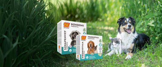 Waarom probiotica voor mijn hond en/of kat?