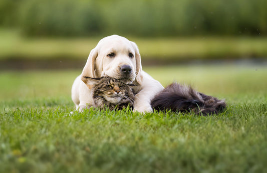 De misvatting dat granen nutteloze vullers zijn.