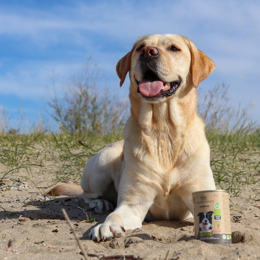 Koperopstapeling bij honden: oorzaken, symptomen en dieetmanagement